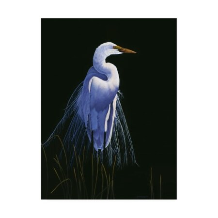 Trademark Fine Art Michael Budden 'Common Egret In Breeding Plumage' Canvas Art, 24x32 ALI44620-C2432GG